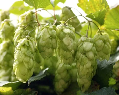 Build A Personal Brewing Corner: Nurturing Hops Proves to Be Simple and Satisfying