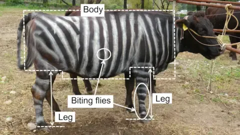 Striped Cattle and Teflon Food Win Humorous Academic Prizes